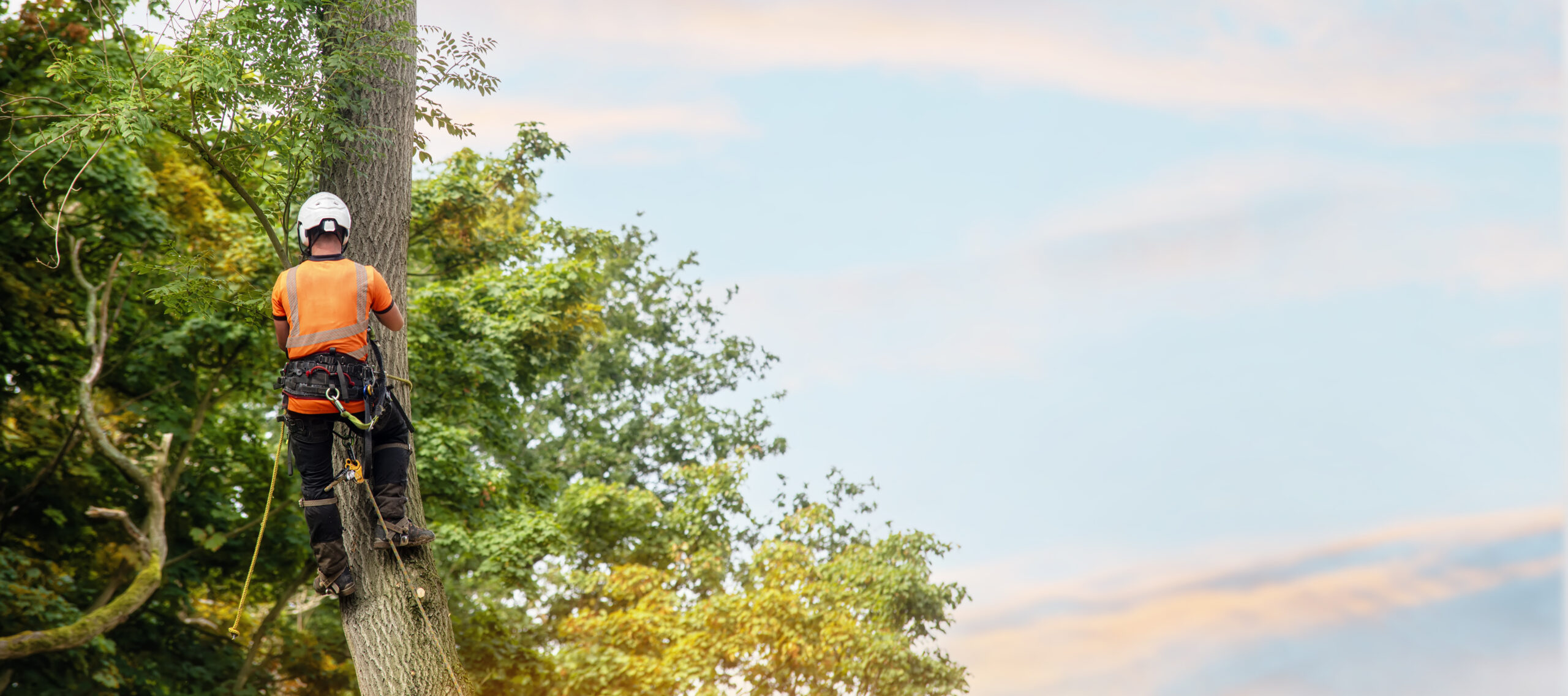 A person wearing safety gear and a helmet is climbing a tree with ropes against a backdrop of trees and a blue sky.