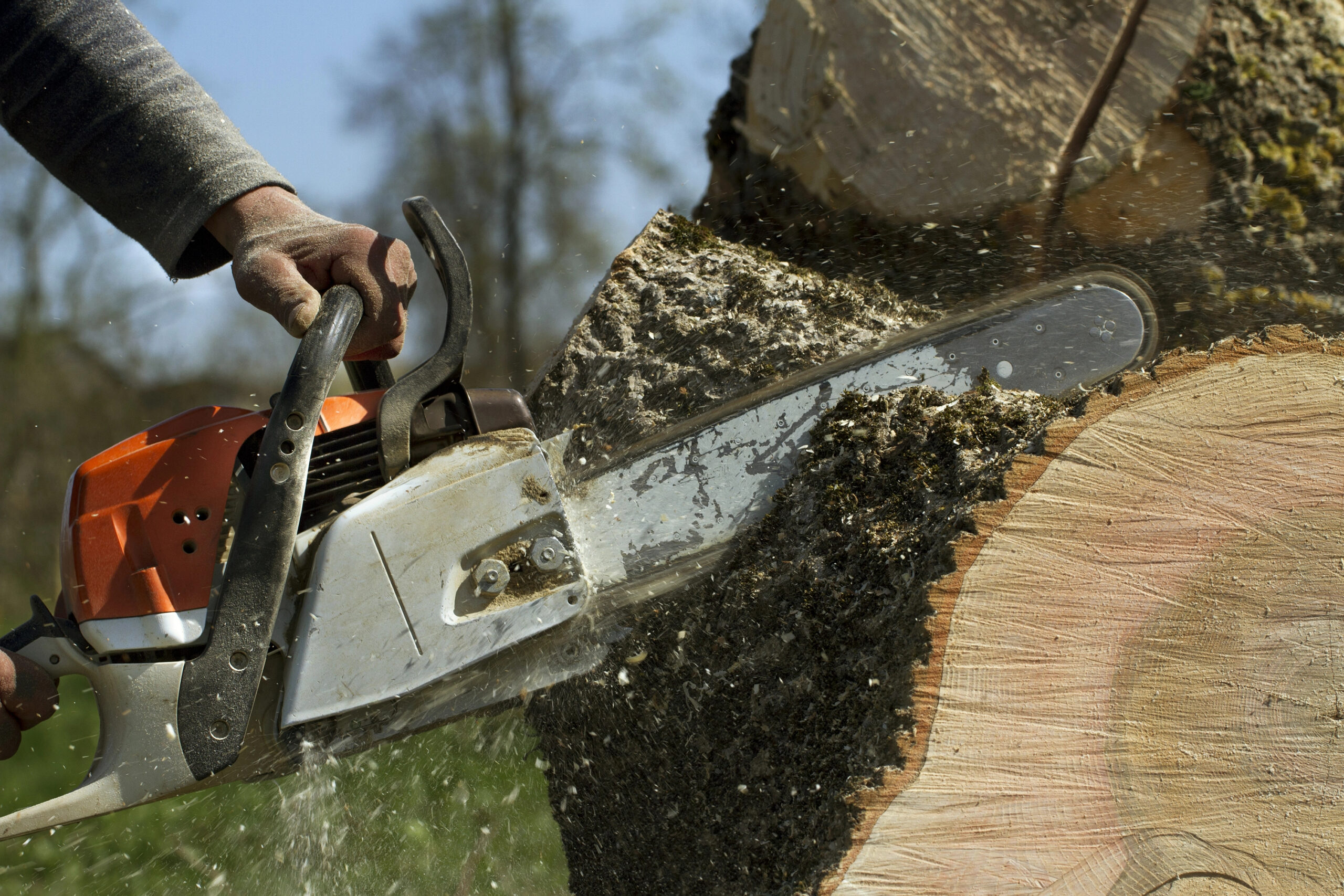 A person uses a chainsaw to cut through a large tree trunk, with wood chips and sawdust flying in the air.