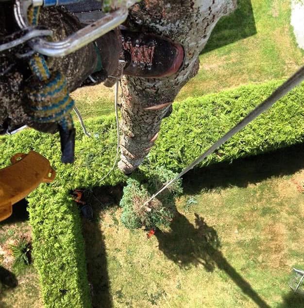 View from above of a person secured with ropes, climbing or working on a tall tree above manicured hedges and grassy yard.