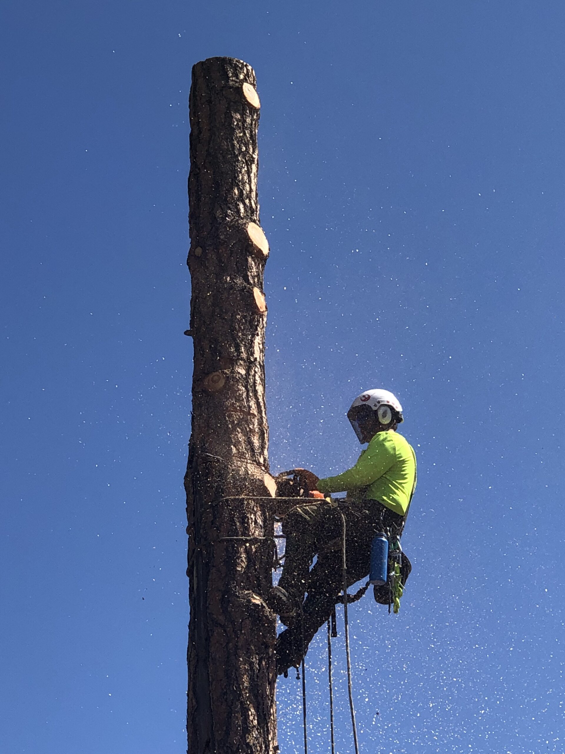 A worker wearing safety gear cuts branches off a tall tree trunk with a chainsaw, surrounded by flying wood chips against a clear blue sky.
