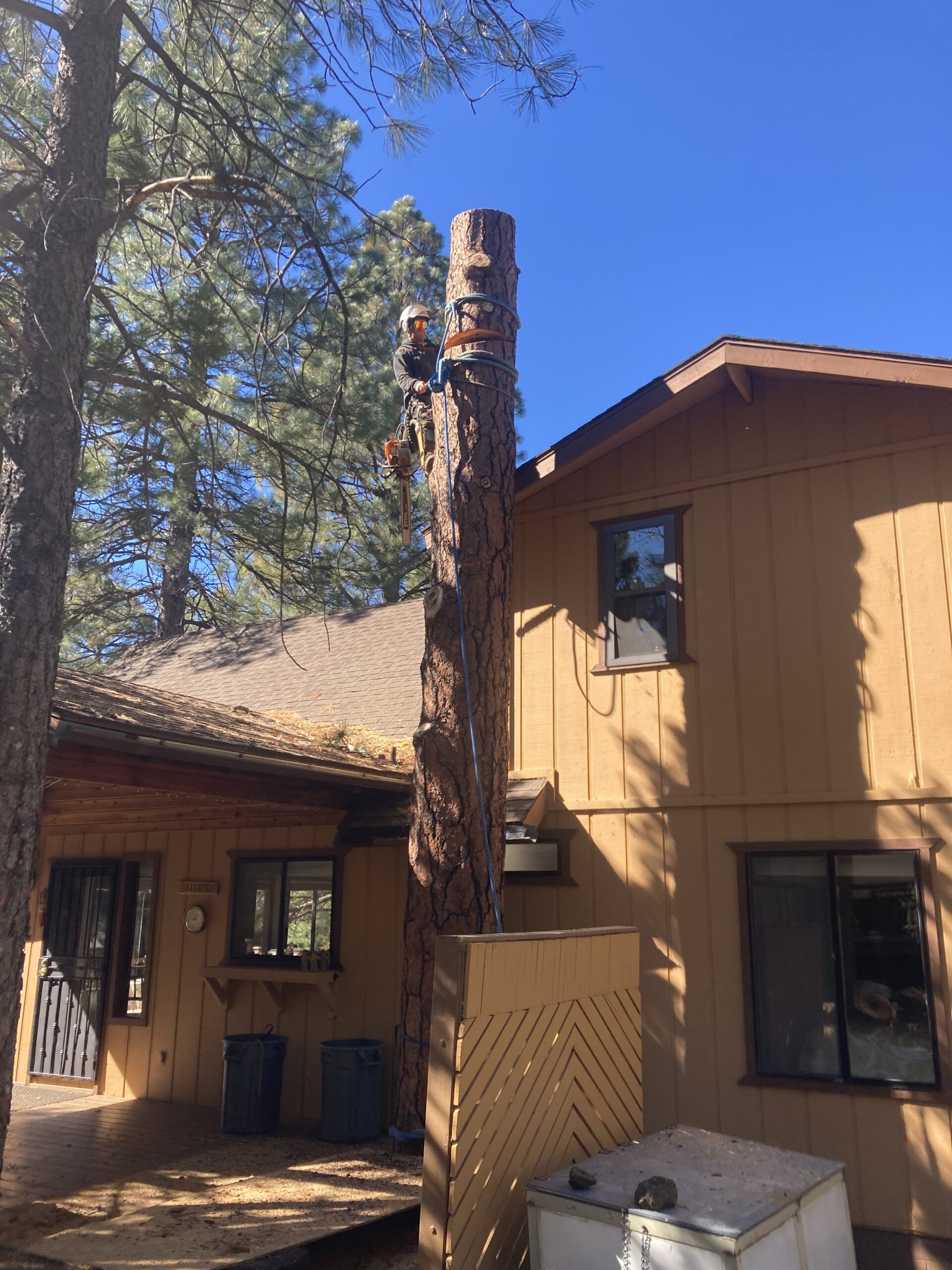A worker wearing safety gear and a helmet is secured with ropes while cutting branches from a tall tree next to a tan house.
