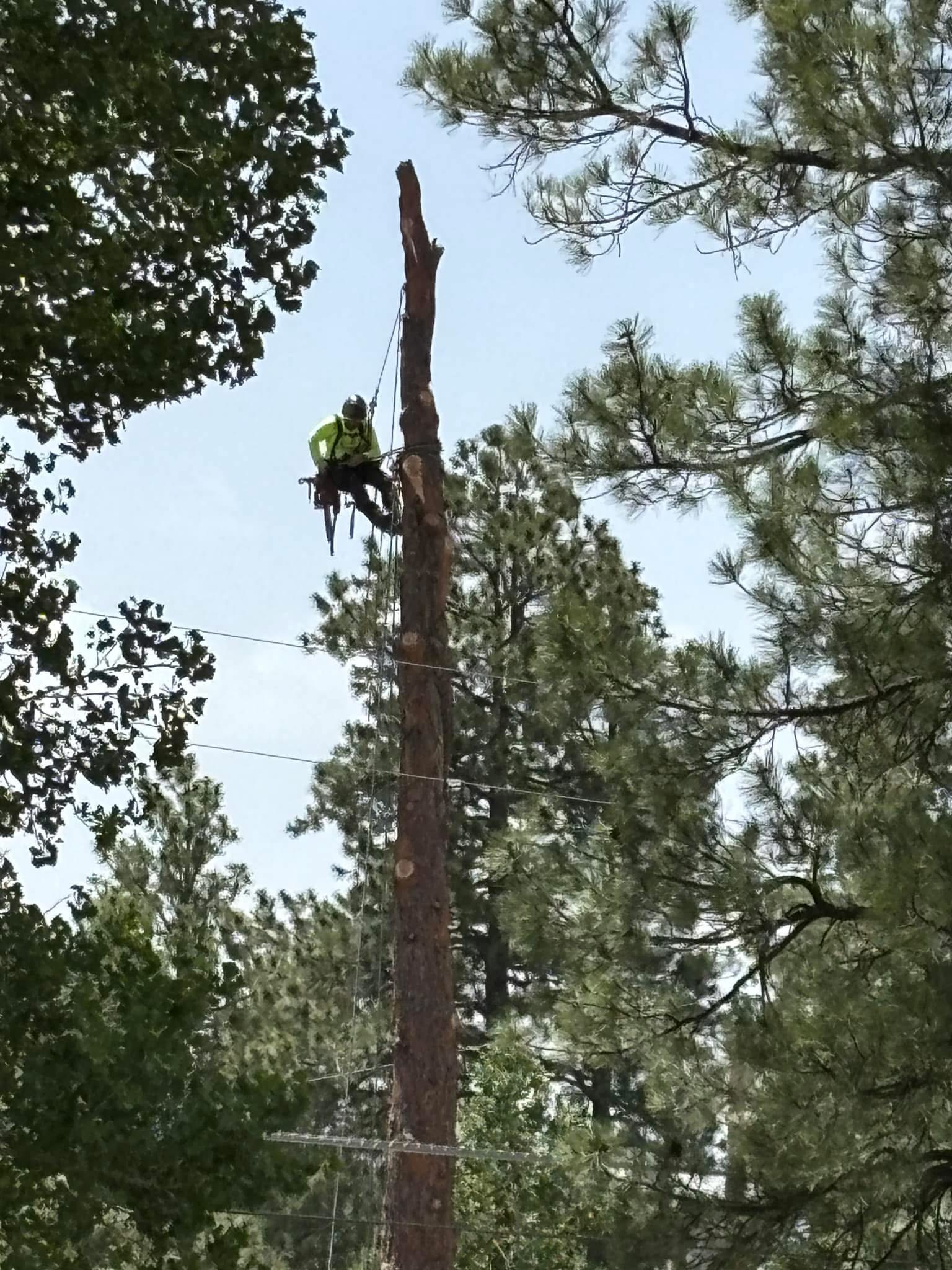 A worker in safety gear uses ropes to climb and trim a tall tree, surrounded by other trees and visible power lines.